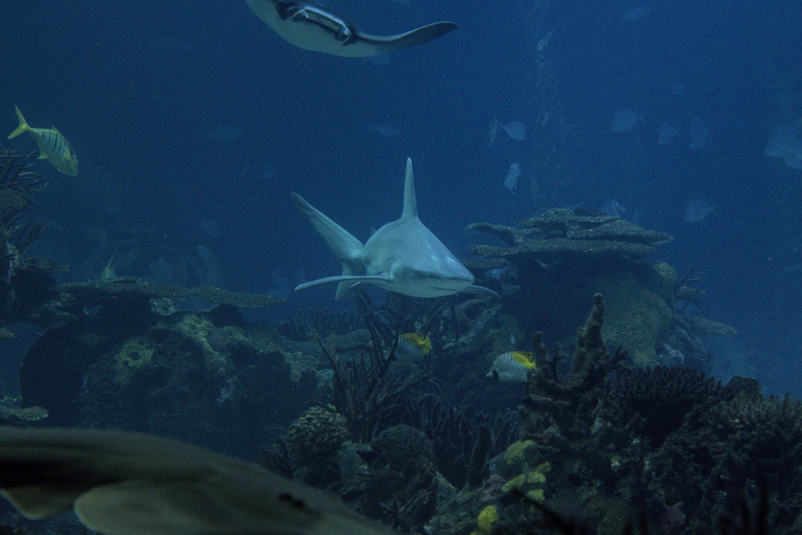 Experiencia Cinematográfica
